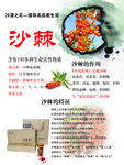沙棘