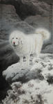 獒犬