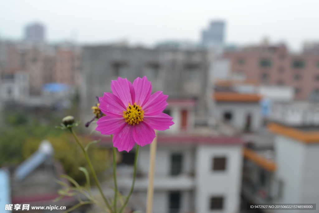 波斯菊