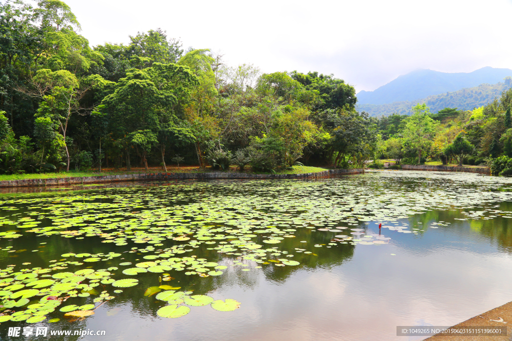 水莲风景