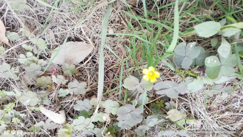 黄花酢浆草