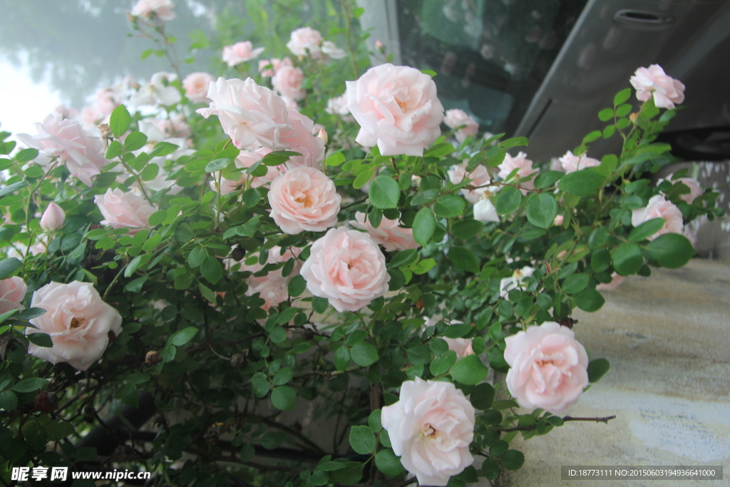 蔷薇花
