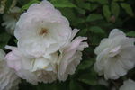 蔷薇花