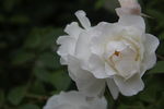 蔷薇花