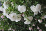 蔷薇花