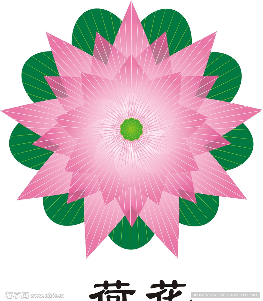 荷花
