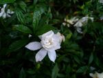一朵栀子花