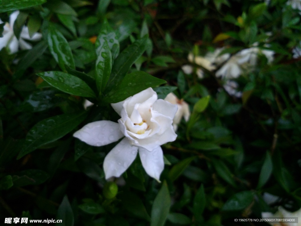 一朵栀子花