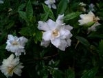 栀子花