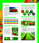 蔬菜宣传三折页