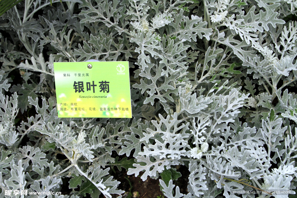 银叶菊