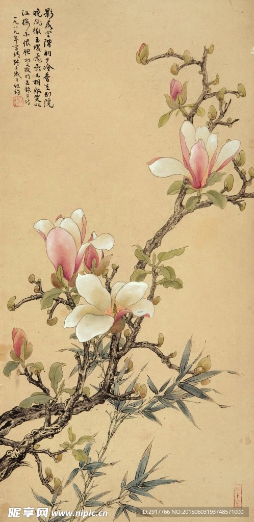 玉兰花