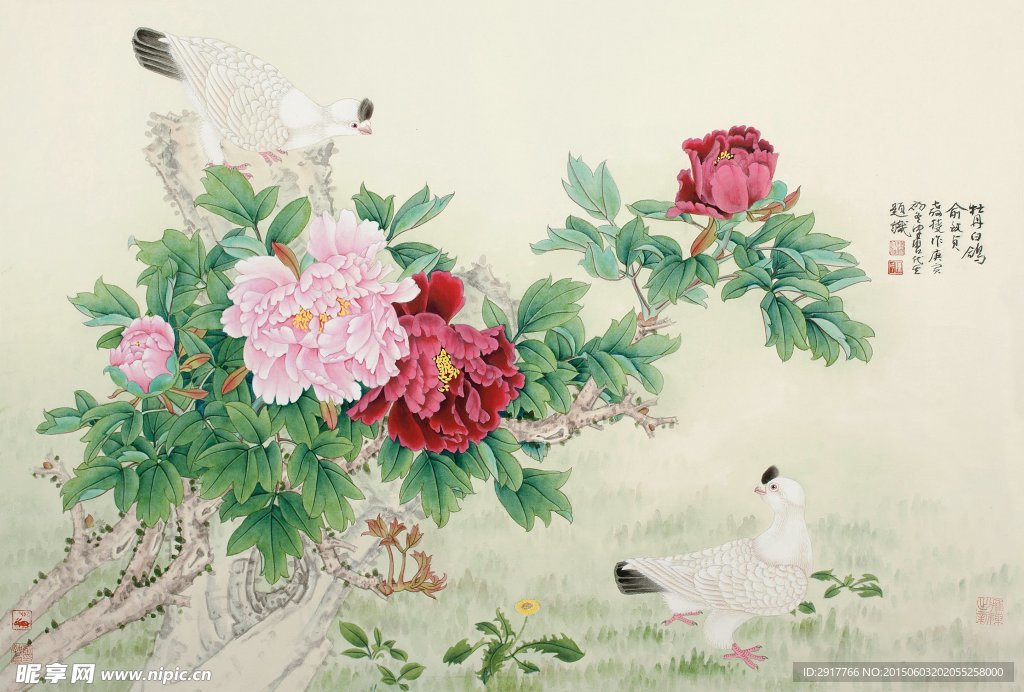 牡丹白鸽