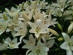 百合花