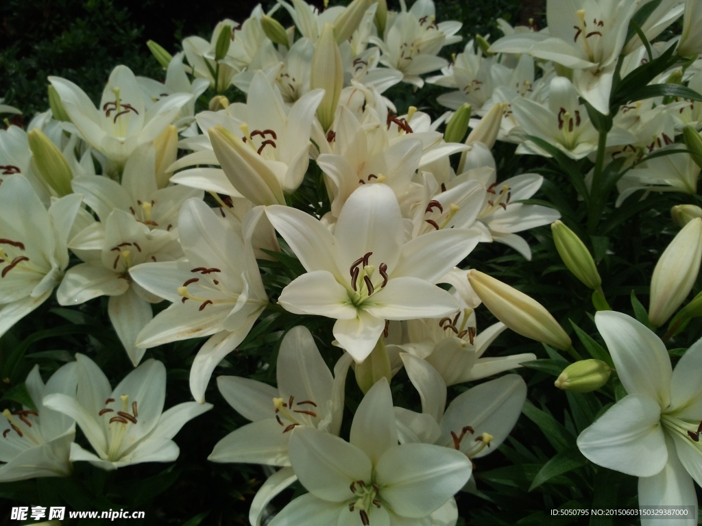 百合花