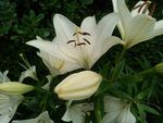 百合花