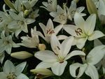 百合花