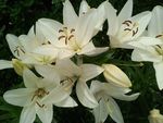 百合花