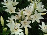 百合花