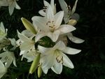 百合花