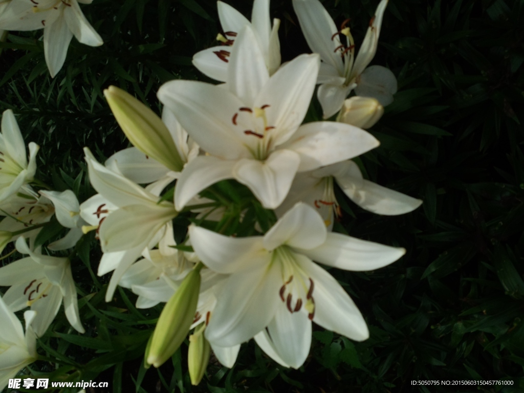 百合花