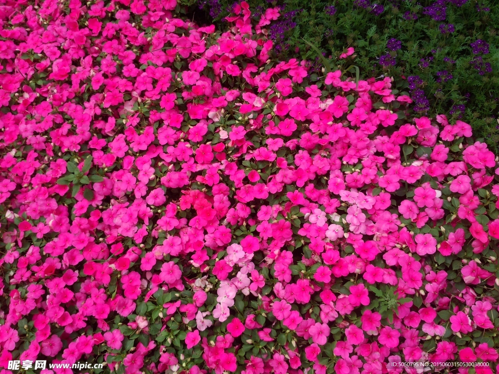 粉色鲜花丛