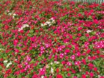 小花地坪