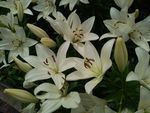 百合花丛