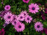 紫色松果菊