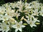 百合花丛