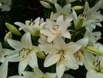 百合花丛
