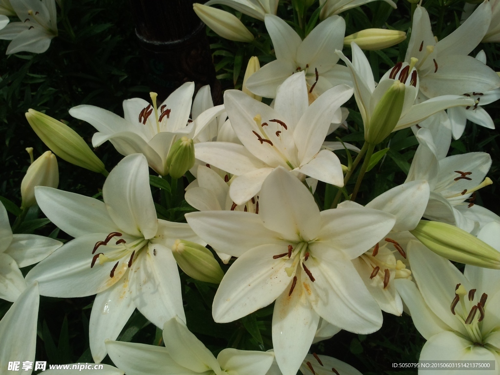 百合花丛