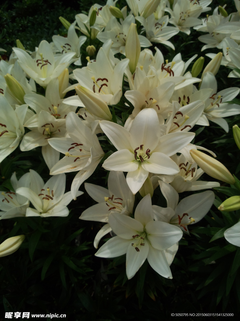 百合花丛