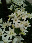 百合花丛