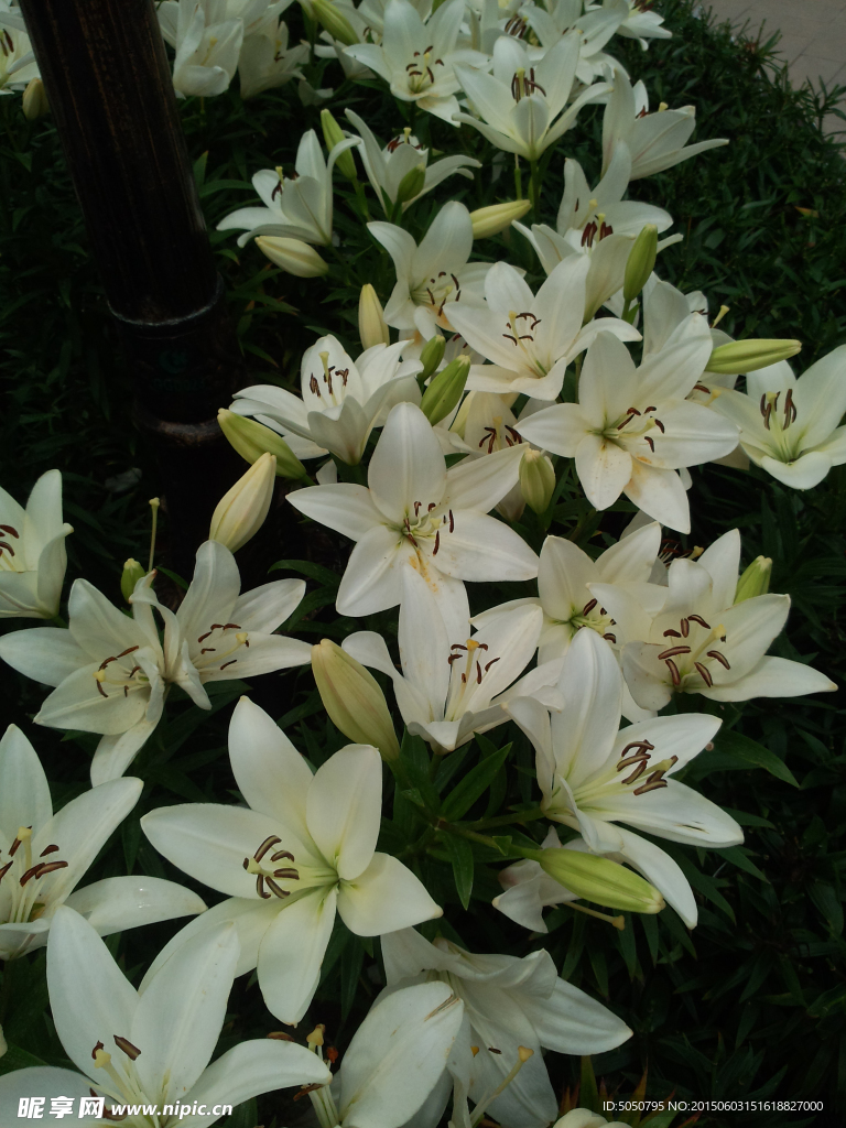 百合花丛
