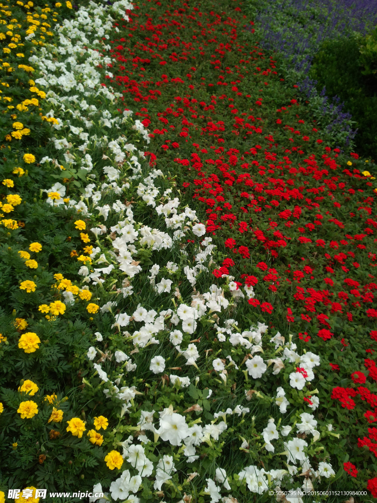 百花争艳
