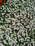 白色小花丛
