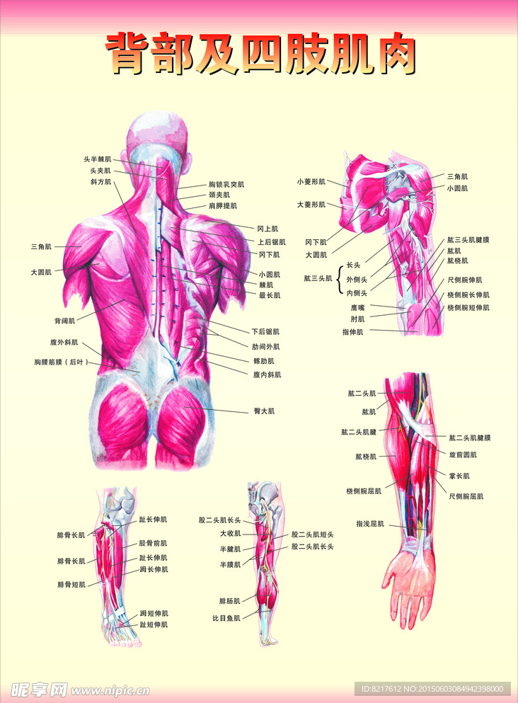 背部及四肢肌肉图