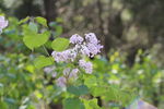 丁香花