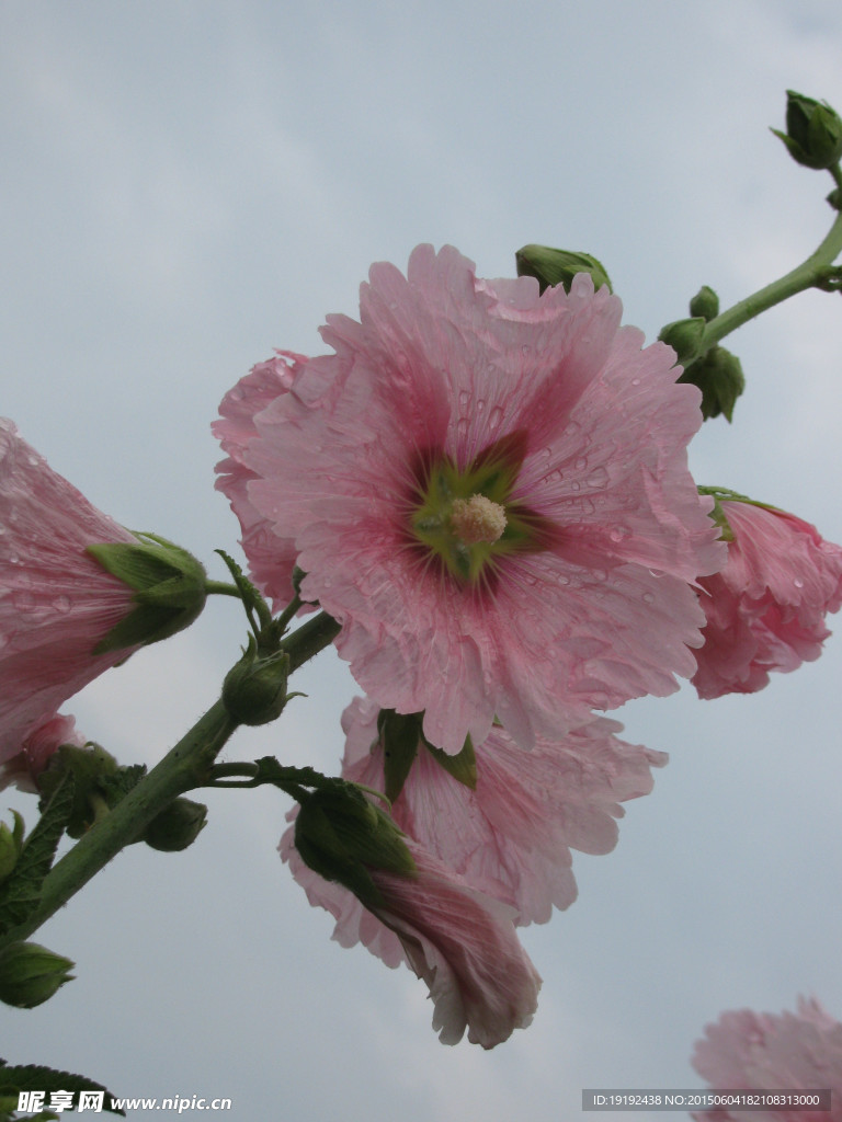 蜀葵