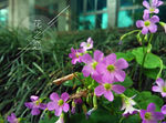 花之恋