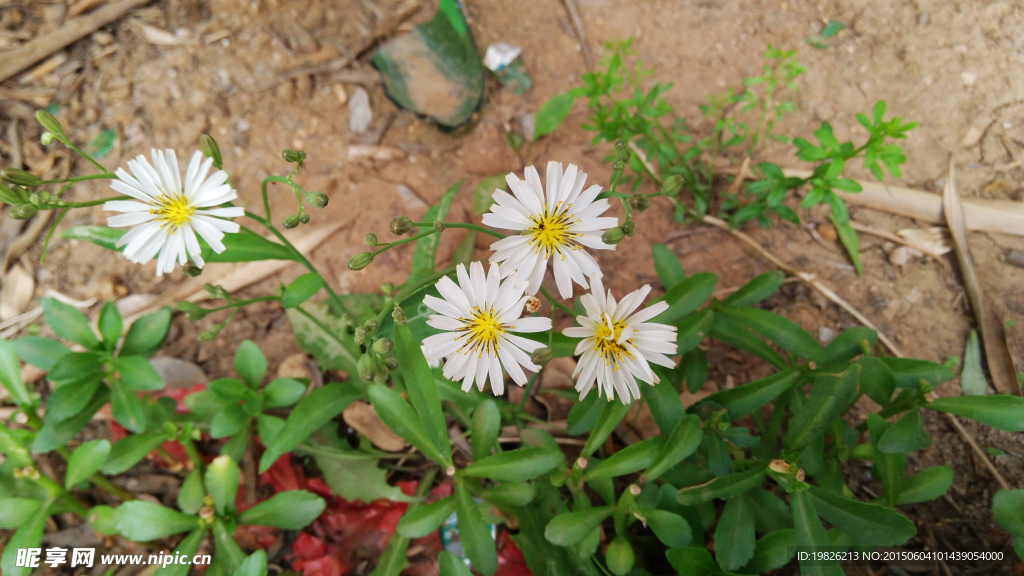 白色小花