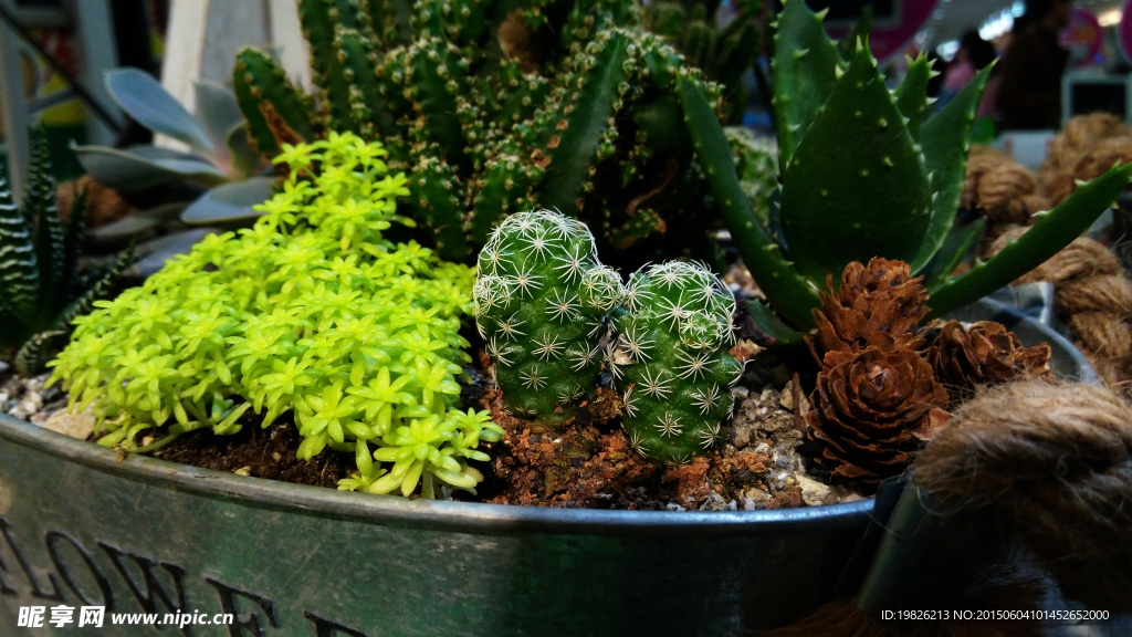 多肉植物 盆栽