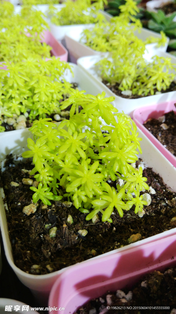 多肉植物