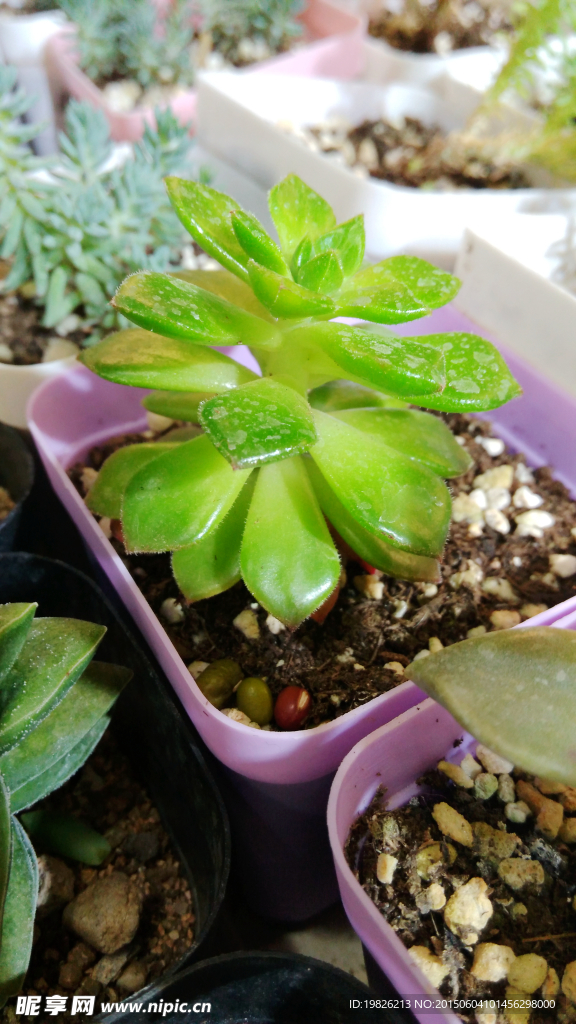 多肉植物