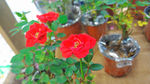 月季花  红色月季