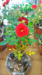 月季花  红色月季