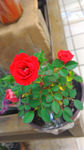 月季花  红色月季