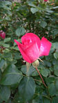 红色月季花 月季花