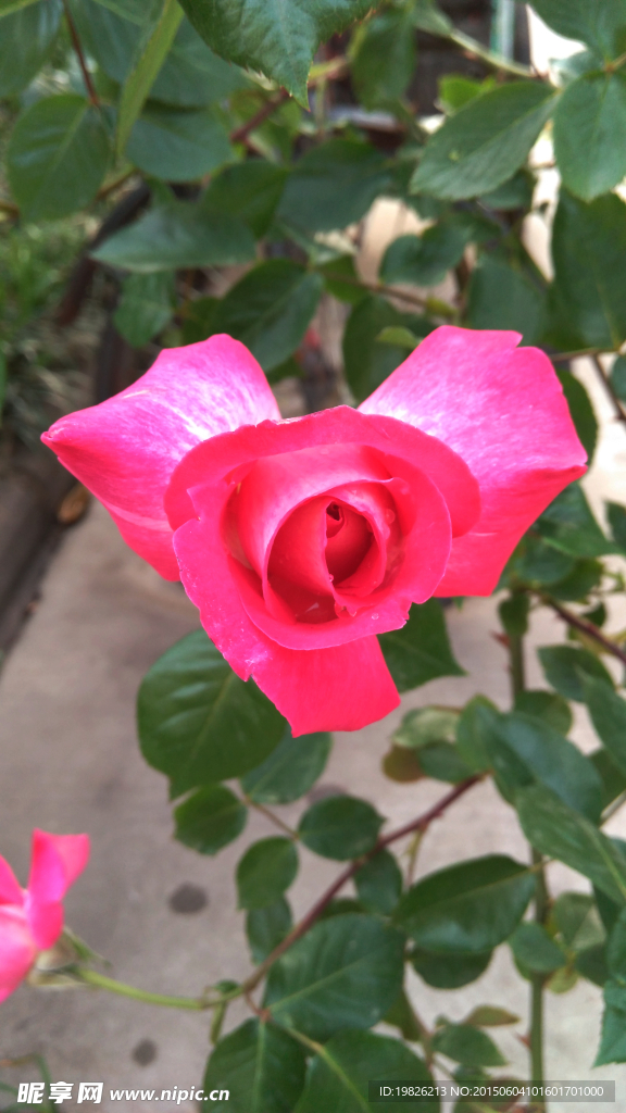月季花